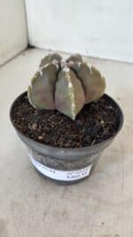 ASTROPHYTUM cv KIKKO Nº 1034 – vaso 11 - Imagem 9