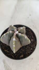 ASTROPHYTUM cv KIKKO Nº 1034 – vaso 11 - Imagem 7