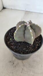 ASTROPHYTUM cv KIKKO Nº 1034 – vaso 11 - Imagem 6