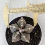 ASTROPHYTUM cv KIKKO Nº 1034 – vaso 11