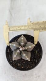 ASTROPHYTUM cv KIKKO Nº 1034 – vaso 11