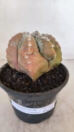 ASTROPHYTUM cv KIKKO "4 Quinas" Nº 1025 – vaso 15 - Imagem 2