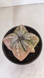 ASTROPHYTUM cv KIKKO "4 Quinas" Nº 1025 – vaso 15 - Imagem 3