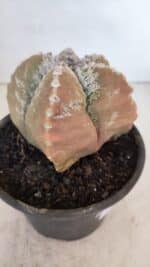 ASTROPHYTUM cv KIKKO "4 Quinas" Nº 1025 – vaso 15 - Imagem 8