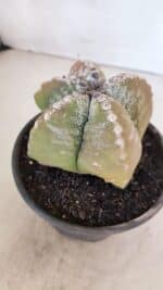 ASTROPHYTUM cv KIKKO "4 Quinas" Nº 1025 – vaso 15 - Imagem 7