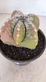 ASTROPHYTUM cv KIKKO "4 Quinas" Nº 1025 – vaso 15 - Imagem 6