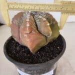 ASTROPHYTUM cv KIKKO "4 Quinas" Nº 1025 – vaso 15