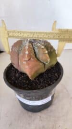 ASTROPHYTUM cv KIKKO "4 Quinas" Nº 1025 – vaso 15