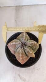 ASTROPHYTUM cv KIKKO "4 Quinas" Nº 1025 – vaso 15 - Imagem 5