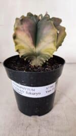 ASTROPHYTUM cv KIKKO FUKURYU "Variegata" Nº 966 – vaso 15 - Imagem 2