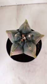 ASTROPHYTUM cv KIKKO FUKURYU "Variegata" Nº 966 – vaso 15 - Imagem 3