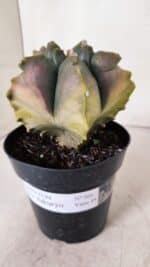 ASTROPHYTUM cv KIKKO FUKURYU "Variegata" Nº 966 – vaso 15 - Imagem 9