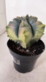 ASTROPHYTUM cv KIKKO FUKURYU "Variegata" Nº 966 – vaso 15 - Imagem 6