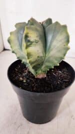 ASTROPHYTUM cv KIKKO FUKURYU "Variegata" Nº 966 – vaso 15 - Imagem 8