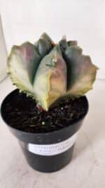 ASTROPHYTUM cv KIKKO FUKURYU "Variegata" Nº 966 – vaso 15 - Imagem 7