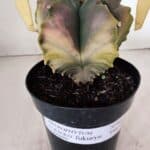 ASTROPHYTUM cv KIKKO FUKURYU "Variegata" Nº 966 – vaso 15