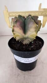 ASTROPHYTUM cv KIKKO FUKURYU "Variegata" Nº 966 – vaso 15