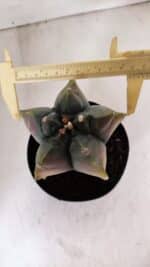 ASTROPHYTUM cv KIKKO FUKURYU "Variegata" Nº 966 – vaso 15 - Imagem 5