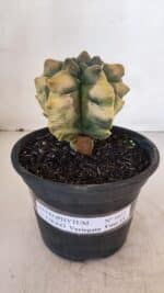 ASTROPHYTUM cv KIKKO "Variegata" Nº 1027 – vaso 15 - Imagem 2