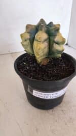 ASTROPHYTUM cv KIKKO "Variegata" Nº 1027 – vaso 15 - Imagem 10