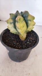 ASTROPHYTUM cv KIKKO "Variegata" Nº 1027 – vaso 15 - Imagem 8