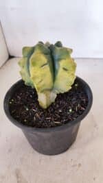 ASTROPHYTUM cv KIKKO "Variegata" Nº 1027 – vaso 15 - Imagem 6