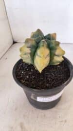 ASTROPHYTUM cv KIKKO "Variegata" Nº 1027 – vaso 15 - Imagem 7