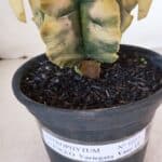 ASTROPHYTUM cv KIKKO "Variegata" Nº 1027 – vaso 15