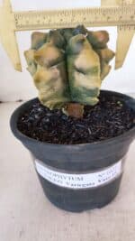 ASTROPHYTUM cv KIKKO "Variegata" Nº 1027 – vaso 15