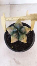 ASTROPHYTUM cv KIKKO "Variegata" Nº 1027 – vaso 15 - Imagem 5