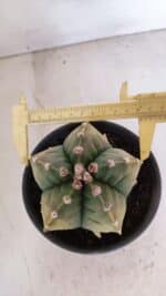 MATRIZ ASTROPHYTUM cv KIKKO "Variegata" Nº 1029 – vaso 15 - Imagem 5