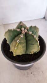 MATRIZ ASTROPHYTUM cv KIKKO "Variegata" Nº 1029 – vaso 15 - Imagem 11