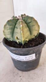 MATRIZ ASTROPHYTUM cv KIKKO "Variegata" Nº 1029 – vaso 15 - Imagem 9