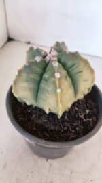 MATRIZ ASTROPHYTUM cv KIKKO "Variegata" Nº 1029 – vaso 15 - Imagem 8