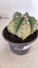 MATRIZ ASTROPHYTUM cv KIKKO "Variegata" Nº 1029 – vaso 15 - Imagem 6