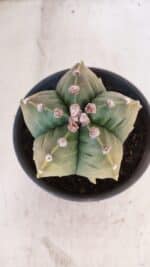 MATRIZ ASTROPHYTUM cv KIKKO "Variegata" Nº 1029 – vaso 15 - Imagem 3