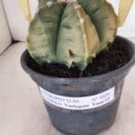 MATRIZ ASTROPHYTUM cv KIKKO "Variegata" Nº 1029 – vaso 15