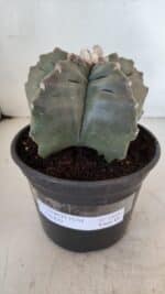 MATRIZ ASTROPHYTUM cv KIKKO  Nº 1020 – vaso 15 - Imagem 2