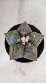 MATRIZ ASTROPHYTUM cv KIKKO  Nº 1020 – vaso 15 - Imagem 3