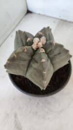 MATRIZ ASTROPHYTUM cv KIKKO  Nº 1020 – vaso 15 - Imagem 9