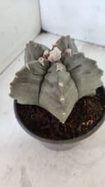 MATRIZ ASTROPHYTUM cv KIKKO  Nº 1020 – vaso 15 - Imagem 8