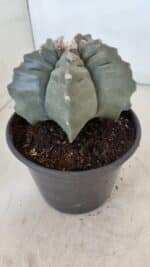 MATRIZ ASTROPHYTUM cv KIKKO  Nº 1020 – vaso 15 - Imagem 7
