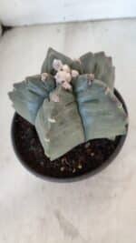 MATRIZ ASTROPHYTUM cv KIKKO  Nº 1020 – vaso 15 - Imagem 6