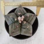 MATRIZ ASTROPHYTUM cv KIKKO  Nº 1020 – vaso 15