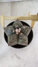 MATRIZ ASTROPHYTUM cv KIKKO  Nº 1020 – vaso 15