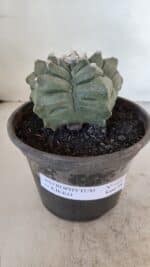 ASTROPHYTUM cv KIKKO  Nº 1021 – vaso 15 - Imagem 2
