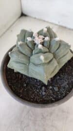 ASTROPHYTUM cv KIKKO  Nº 1021 – vaso 15 - Imagem 9