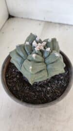 ASTROPHYTUM cv KIKKO  Nº 1021 – vaso 15 - Imagem 8