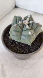 ASTROPHYTUM cv KIKKO  Nº 1021 – vaso 15 - Imagem 7