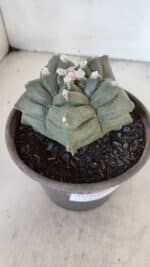 ASTROPHYTUM cv KIKKO  Nº 1021 – vaso 15 - Imagem 6